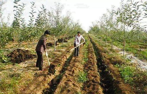 凉城123苹果：酸甜可口， 营养丰富