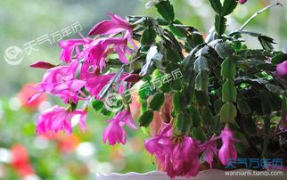 蟹爪兰养殖适合用哪种土壤？详细介绍一下蟹爪兰的养殖方法