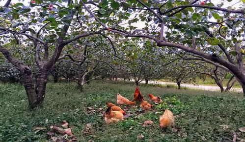 拐枣：那些年的甜蜜记忆