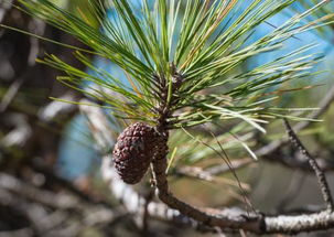 马尾松：阳性树种，喜光喜温