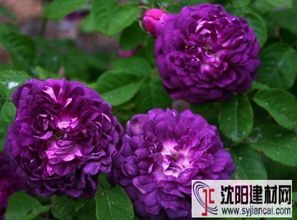 月季的花期与养护， 黎塞留主教品种的特色分享