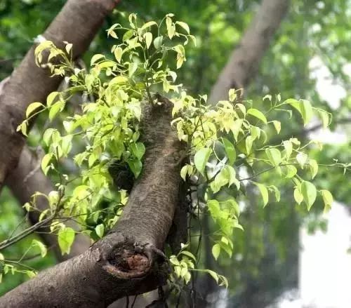 种植体验：这玩意儿比谈恋爱还磨人！