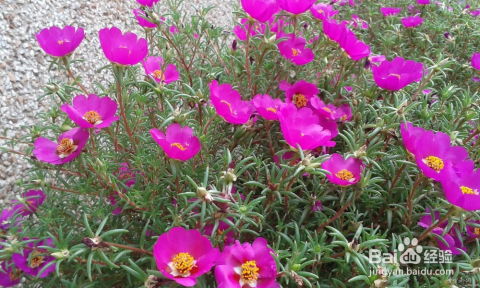 新手养花，你该选哪种花卉？