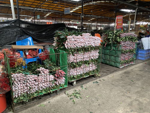 情人节玫瑰花采购注意事项