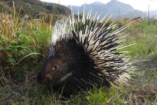 豪猪养殖，小心致富之道