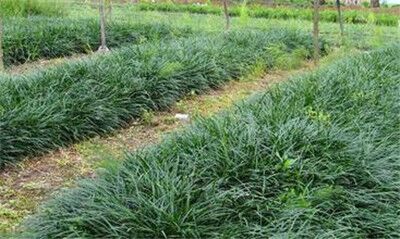 麦冬的种植季节