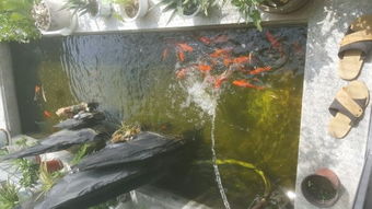 假山旁的绿意盎然