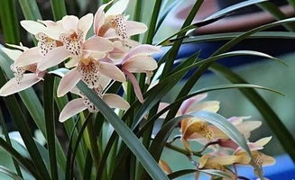 桂花树：美名在外的花木