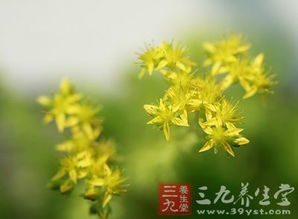 佛甲草：使用方法与注意事项