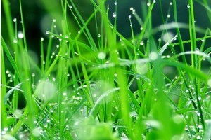 选择耐热草种， 抵抗炎炎夏日