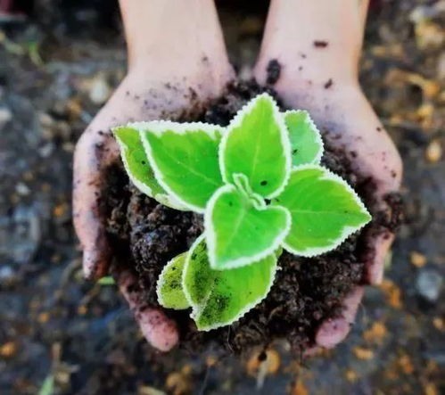 莲藕种植季与生长周期图，花卉种植必备！