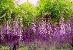 紫藤：北方的暖男