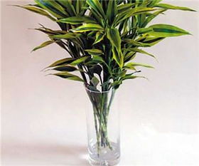 营养液的使用和光照环境