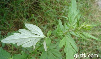 薄荷、艾草和鱼腥草的药用价值