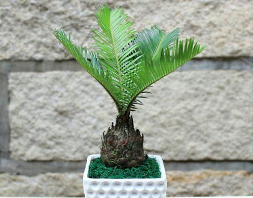 推荐五种春季种植植物