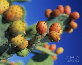 仙人掌果的营养价值