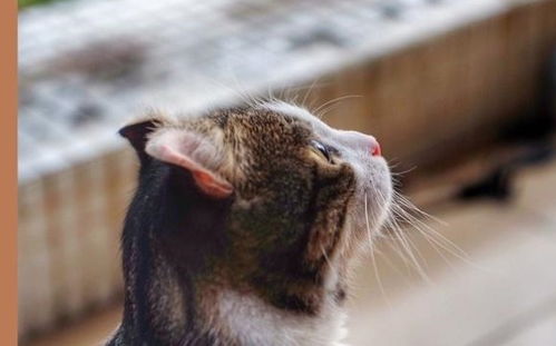 猫喷杀虫剂对猫真的安全吗？长期使用会对猫咪健康造成哪些潜在危害？