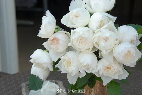 皇家胭脂：花型饱满， 颜色纯正