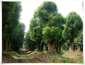 南北采收时间差异大