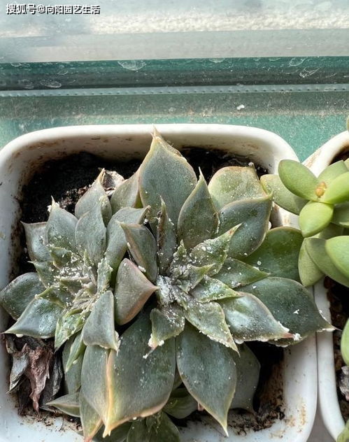 涂白墙面 选对农药hen重要