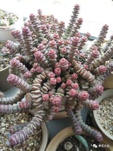 土壤选择，关键因素！