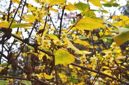 蜡梅的花期有多长？在什么季节开花？