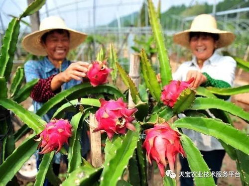 三、高效低毒农药大揭秘