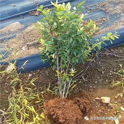 北方种植蓝莓如何采取有效措施确保其安全越冬