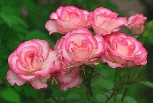 适合家庭花园的欧月品种