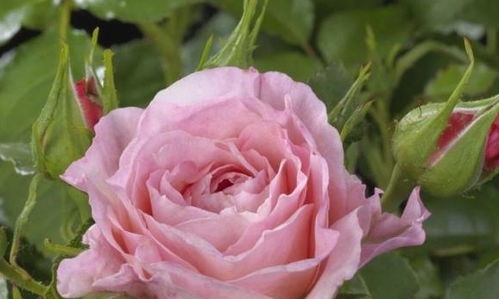 海神王阳台：粉色花朵的微型月季