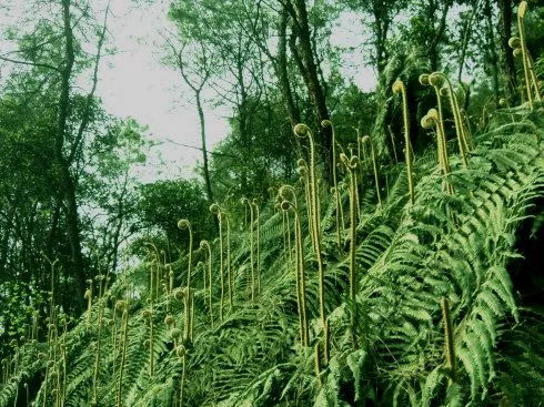 “探寻蕨菜真身：揭秘热门蕨类植物！”
