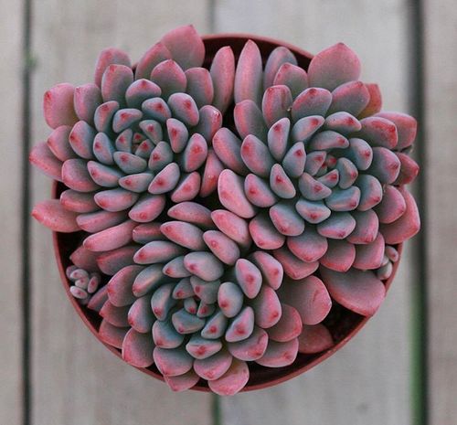 多肉植物的分株方法