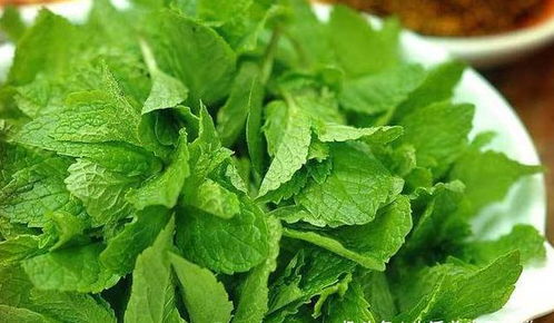 薄荷泡水：提神醒脑的天然良方