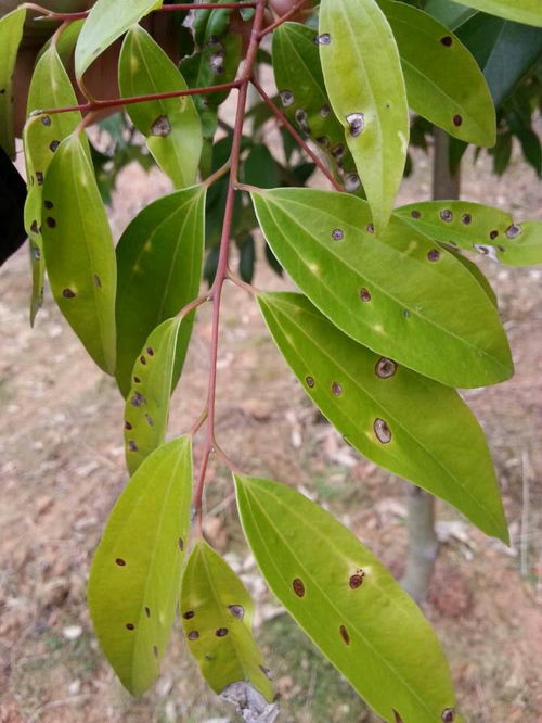 杨树芽的医疗潜力