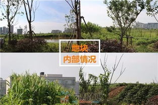 “三明治种植法”