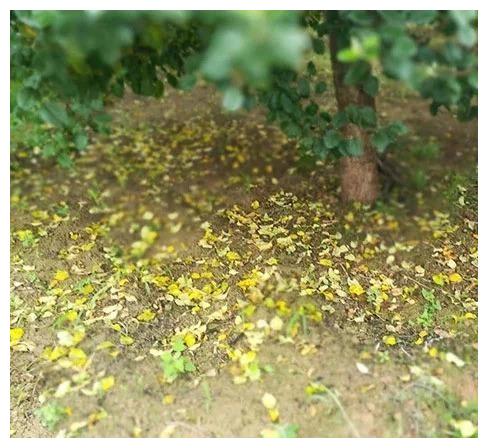 木锦花大量落叶，是何原因导致