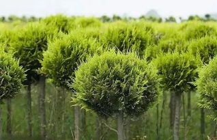 2021年苗木市场：过剩与挑战并存