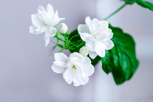 香水草的花语是什么？它背后的文化背景有哪些故事和象征意义
