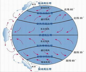 夏日之星月季：那抹独特的夏日光彩
