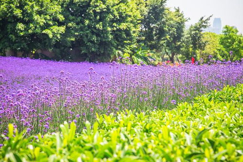城市中的花海——北京