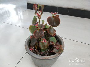 四季海棠如何栽培？种植方法及养护技巧有哪些