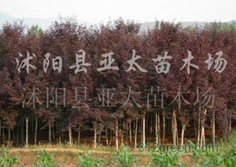 苗木场的产品与服务