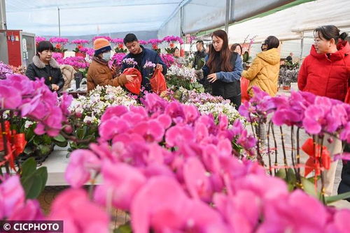 Columbia Road Flower Market 英国， 伦敦