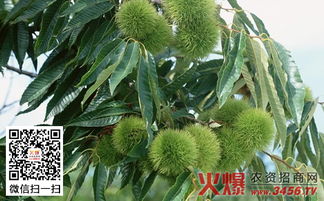 选种、栽植、养护、病虫害防治，如何让栗子树茁壮成长