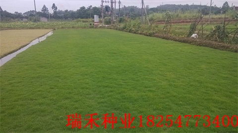 高羊茅:价格较为适中,具体价格未明确。