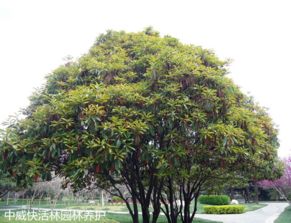 山上植被减少，是何原因导致花草变少