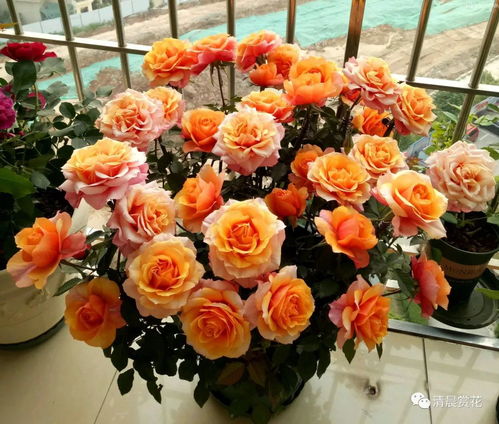 少浇水，保持土壤干燥