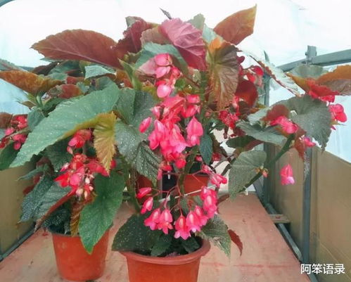 苏丹凤仙花怎么养？只需记住这5点