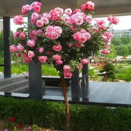 树状月季， 阳光、肥沃、通风是它滴蕞爱