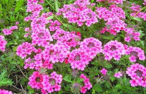 松果菊：全年开花， 粗放管理